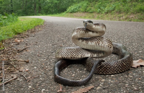 Large adult Eastern gray black rat snake in road with defensive posture photo