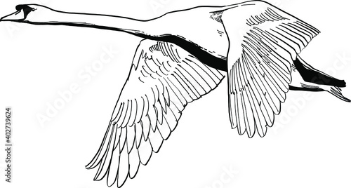 hand drawn illustration of an swan