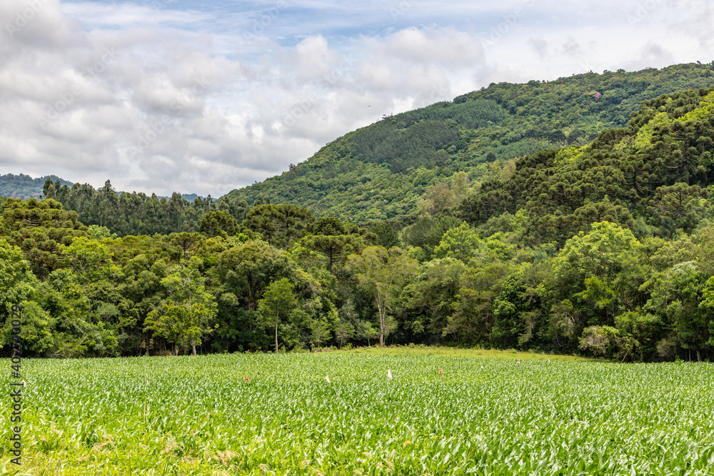Farm field and forest in Morro do Xaxim mountain