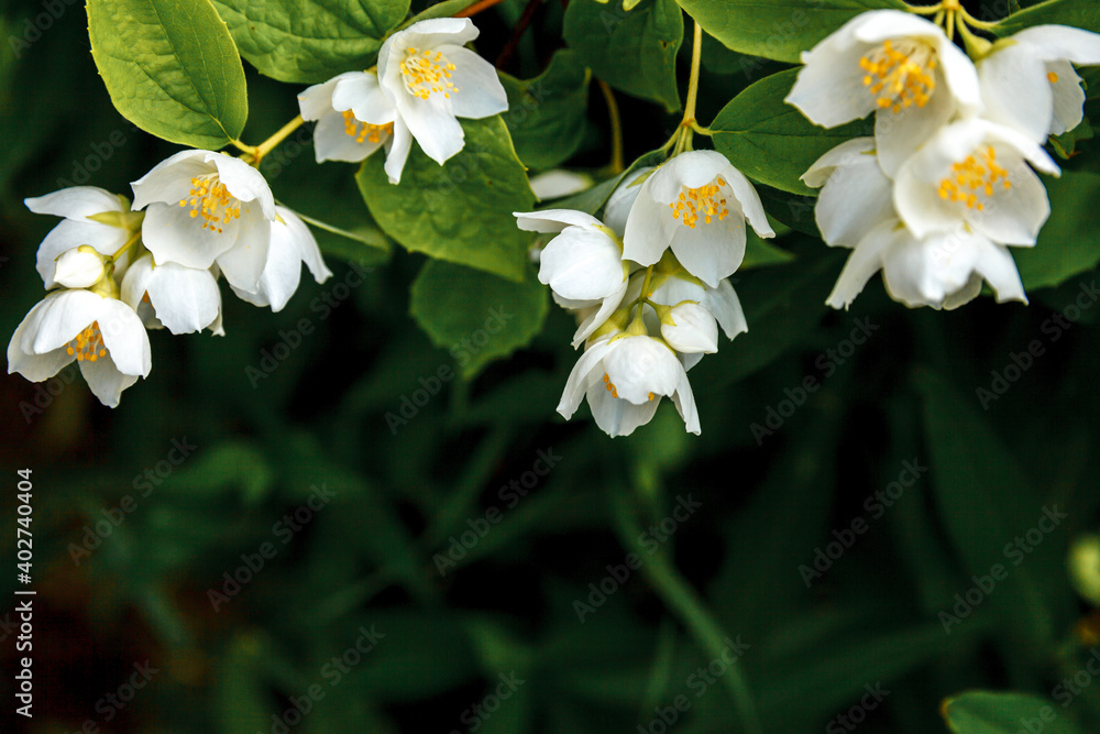 Beautiful white jasmine blossom flowers in spring time. Background with flowering jasmin bush. Inspirational natural floral spring blooming garden or park. Flower art design. Aromatherapy concept Beautiful white jasmine blossom flowers in spring time. Background with flowering jasmin bush. Inspirational natural floral spring blooming garden or park. Flower art design. Aromatherapy concept