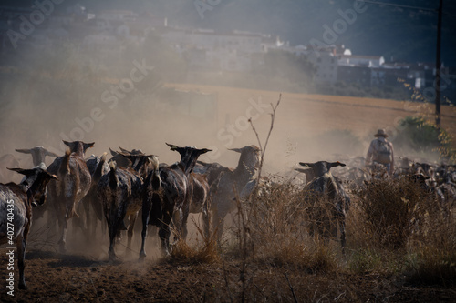 Herd of goats following the shepherd with a view of a  village on the background.