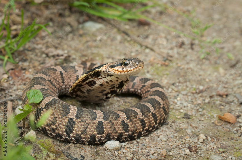 Macro portrait of a young juvenile Eastern hognose snake posing with flared up hood on gravel road Macro portrait of a young juvenile Eastern hognose snake posing with flared up hood on gravel road