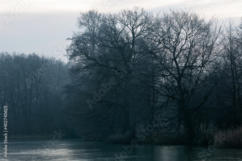 drzewa nad zamarzniętą rzeką