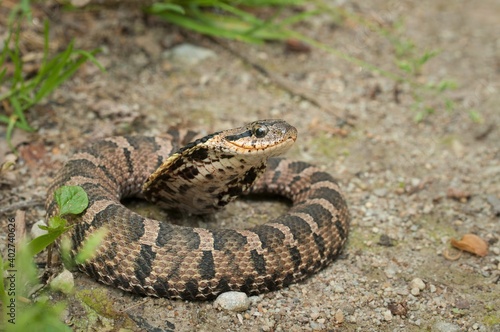 Macro portrait of a young juvenile Eastern hognose snake posing with flared up hood on gravel road