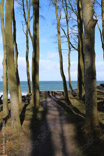 Baltic Sea (Ostsee) in early spring, woods close to the beach at Heiligendamm  © ¡zenzen!