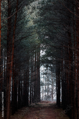 Ścieżka w Lesie Sosnowym © mateusz