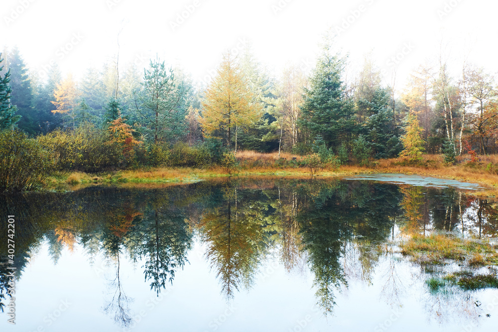        Peaceful morning in the forest with mist between trees and reflections in the calm water                        