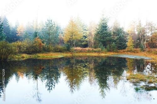  Peaceful morning in the forest with mist between trees and reflections in the calm water 