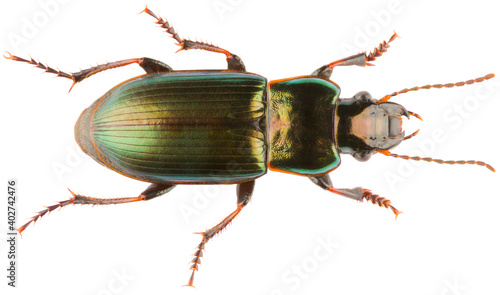 Harpalus distinguendus is a species of ground beetle in the subfamily Harpalinae. Dorsal view of metallic Carabidae ground beetle isolated on white background. photo