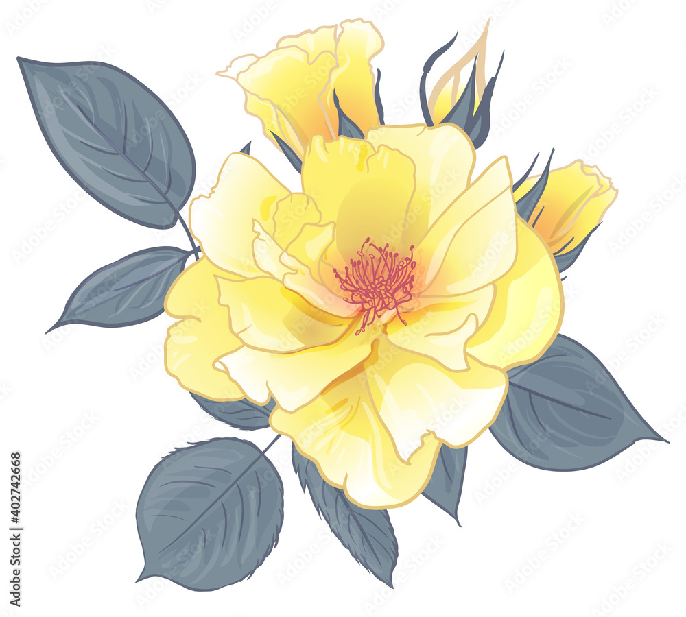 vintage yellow tea rose flower with buds and leaves isolated on white ...