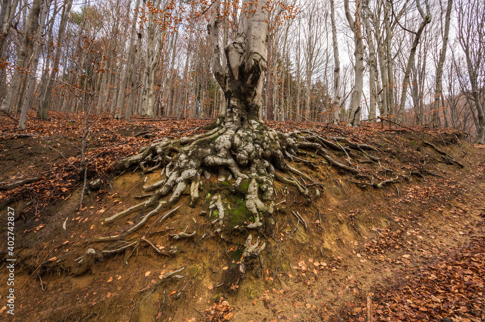 roots in the forest