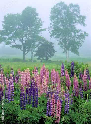 Typical foggy spring day in coastal Maine. Meadow of colorful pink and purple flowering Lupine with ocean fog rolling in.