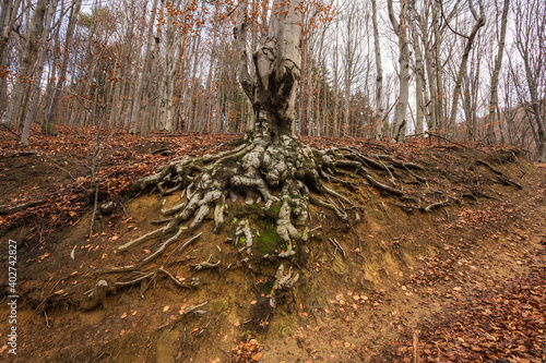 Obraz na płótnie roots in the forest w salonie