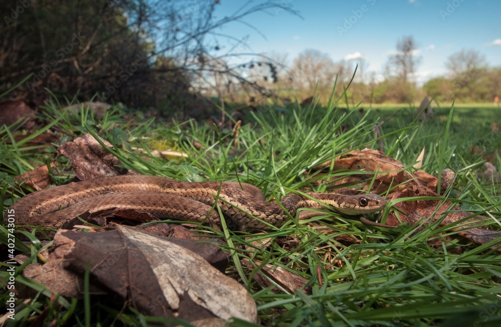 Eastern garter snake wide angle macro portrait in grass on a sunny blue sky day