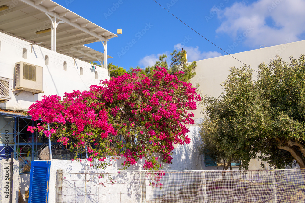 Blooming bougainvillea flowers on street in Pyrgos village on Santorini. Cyclades, Greece