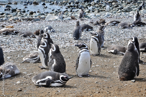 Colony of Magellanic penguins on the shores of the Magdalena Island, during a sunny day.