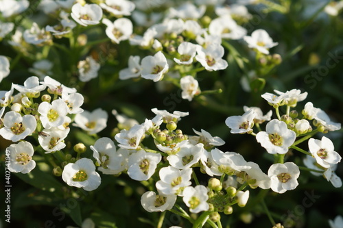 white flowers in the garden in summer under the sun
