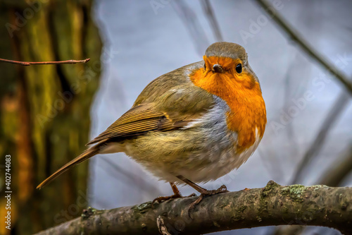 A robin songbird looking for food in winter.