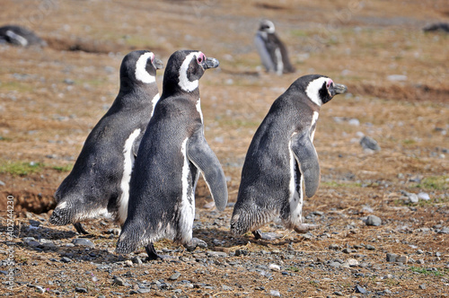 Magellanic penguins on the shores of the Magdalena Island, during a sunny day.