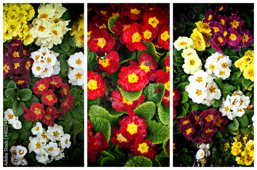 Flowers of Primrose (Primula) in tryptych.
