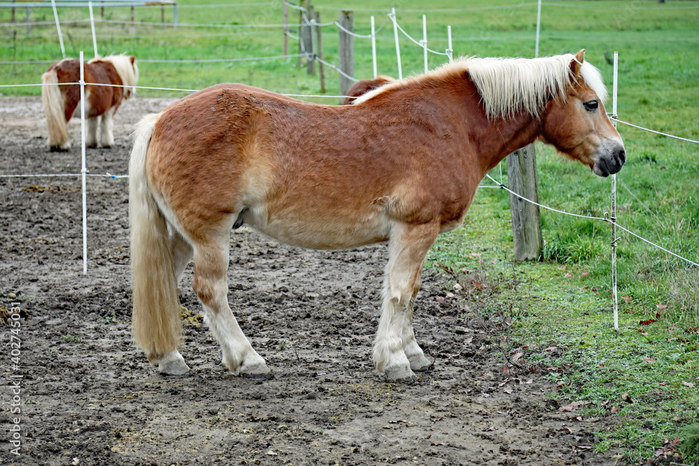 Obraz premium Pony