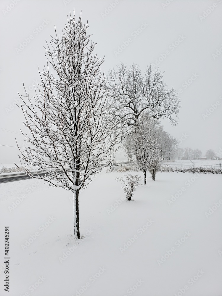 Fototapeta premium trees in snow
