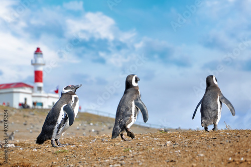Magellanic penguins on the shores of the Magdalena Island, in front of a red lighthouse, near Punta Arenas, during a sunny day with a blue sky.