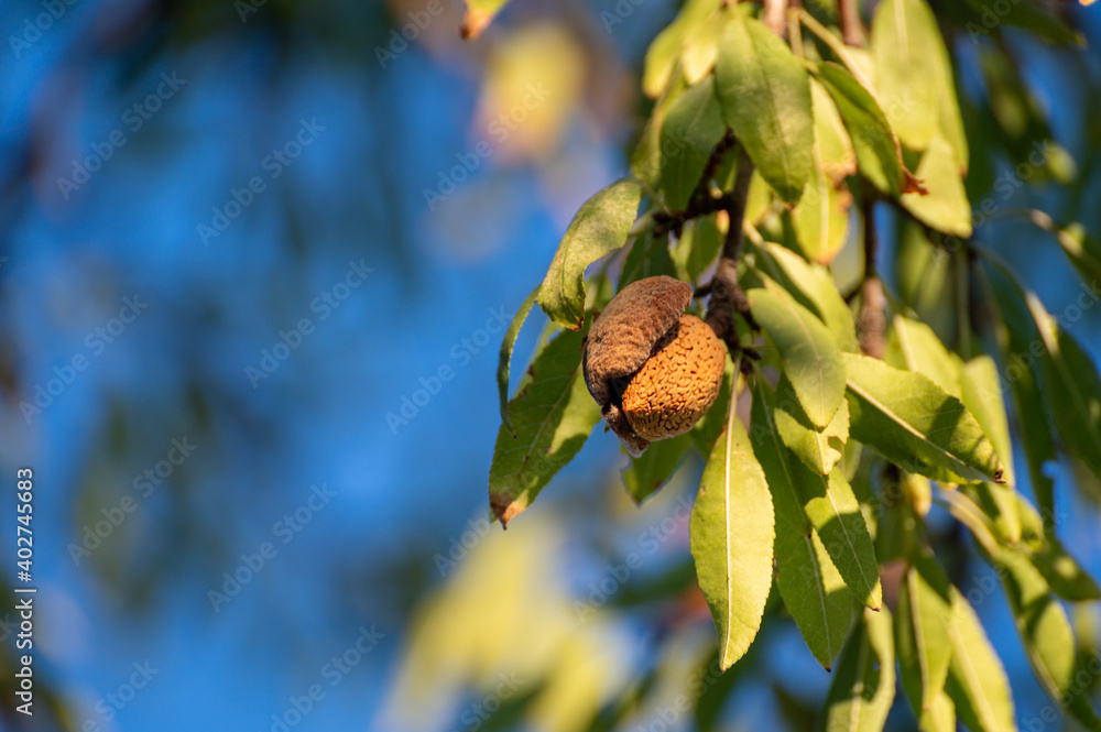 Almond tree with ripe hard nuts in shell ready to harvest