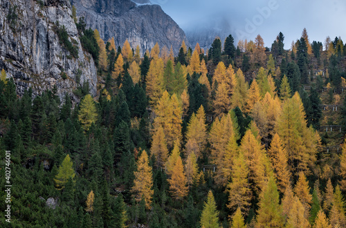 Yellow larches glowing on the edge of the rocky mountain. Dolomite Italy, Europe