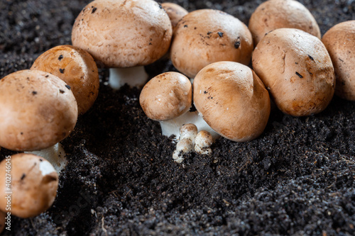 Brown champignons mushrooms growing in underground caves in Kanne, Belgium