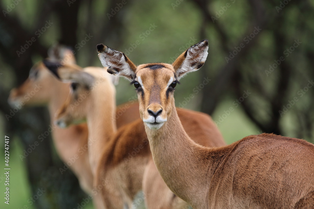 Impala Ewe Impala Ewe