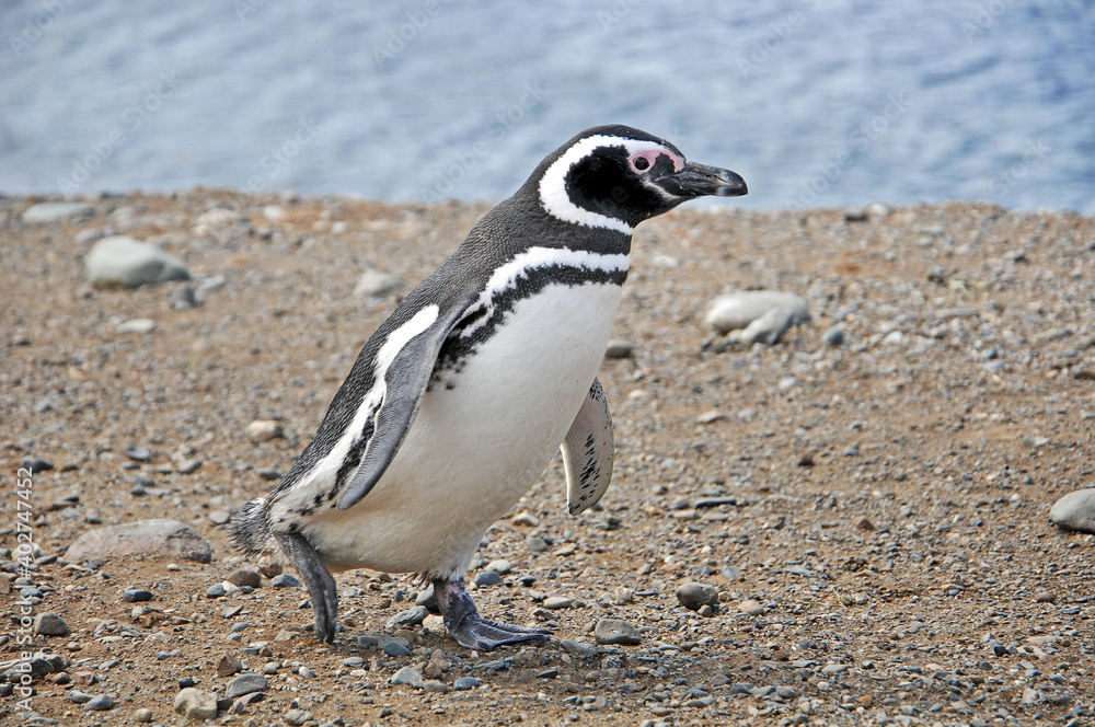 Fototapeta premium Magellanic penguin on the shores of the Magdalena Island, during a sunny day.