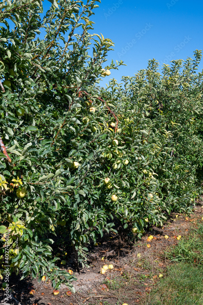 Fruit orchards in France, apple trees with ripe fruits ready for harvest in Provence