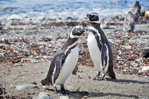 Magellanic penguins on the shores of the Magdalena Island, during a sunny day.