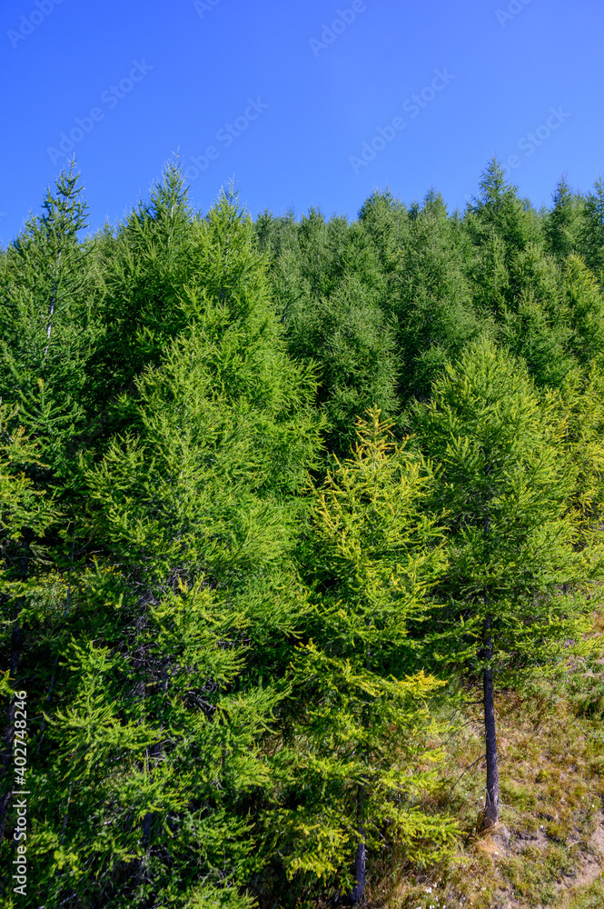 Evergeen firs and pine trees with cones growing on mounains slopes in Alps Evergeen firs and pine trees with cones growing on mounains slopes in Alps
