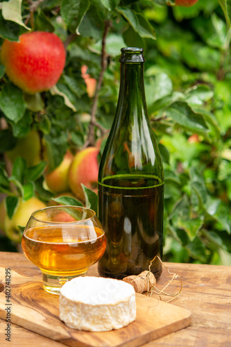 Taste of Normandy, France, glass of apple cider and camembert cheese and green apple tree with ripe red fruits on background