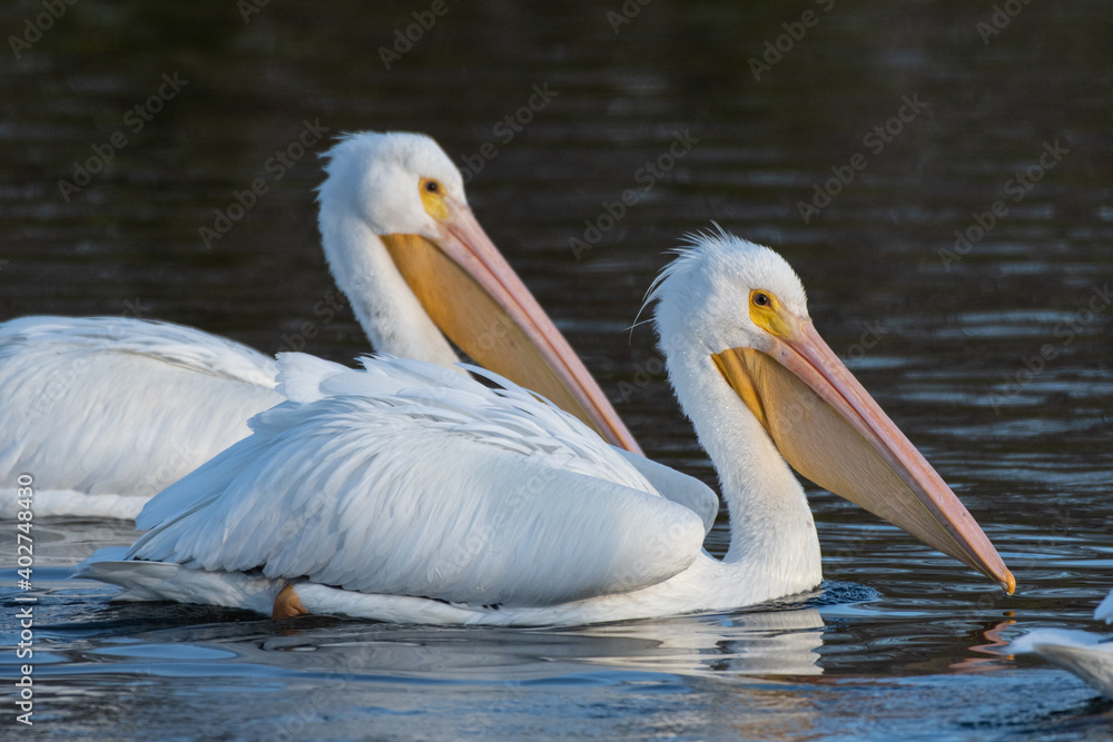 A pair of White Pelicans of the same pod, floating across the pond water surface with large wings tucked under on this winter morning. A pair of White Pelicans of the same pod, floating across the pond water surface with large wings tucked under on this winter morning.