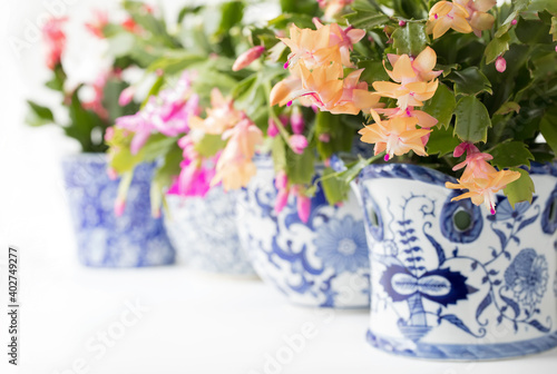 Original botanical photograph of different colored Christmas Cactus plants in blue and white planters in a sunny window photo