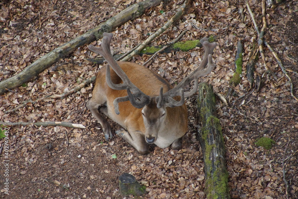 Obraz premium Wild deer.