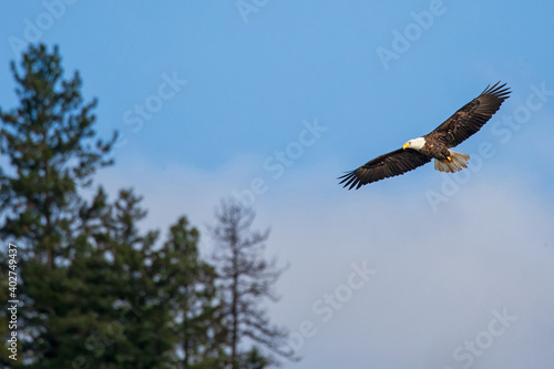 Картината върху платно Original wildlife photograph of a Bald Eagle soaring above the treetops against