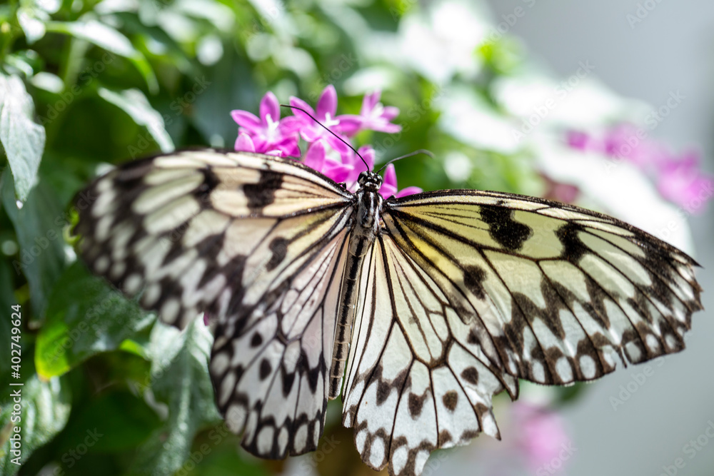 Naklejka premium butterfly on a flower in summer day