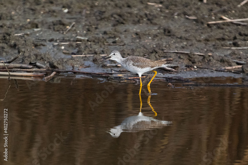 A Greater Yellow Legs Wading on a lake shore