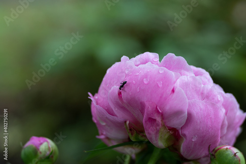 ant climbing along the petals of a beautiful pink flower, close up © Barbara