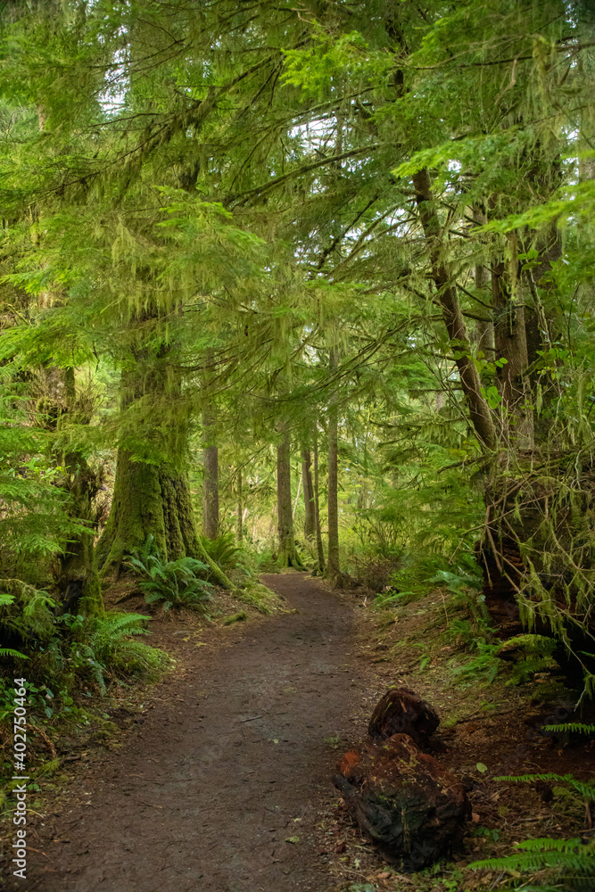 Fototapeta premium Hiking path thru the woods in Oregon coastal forest
