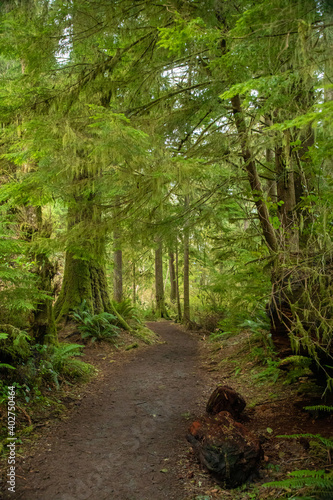 Hiking path thru the woods in Oregon coastal forest