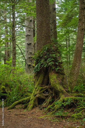 Trees with ferns growing on trunk in Oregon costal wooded hiking area