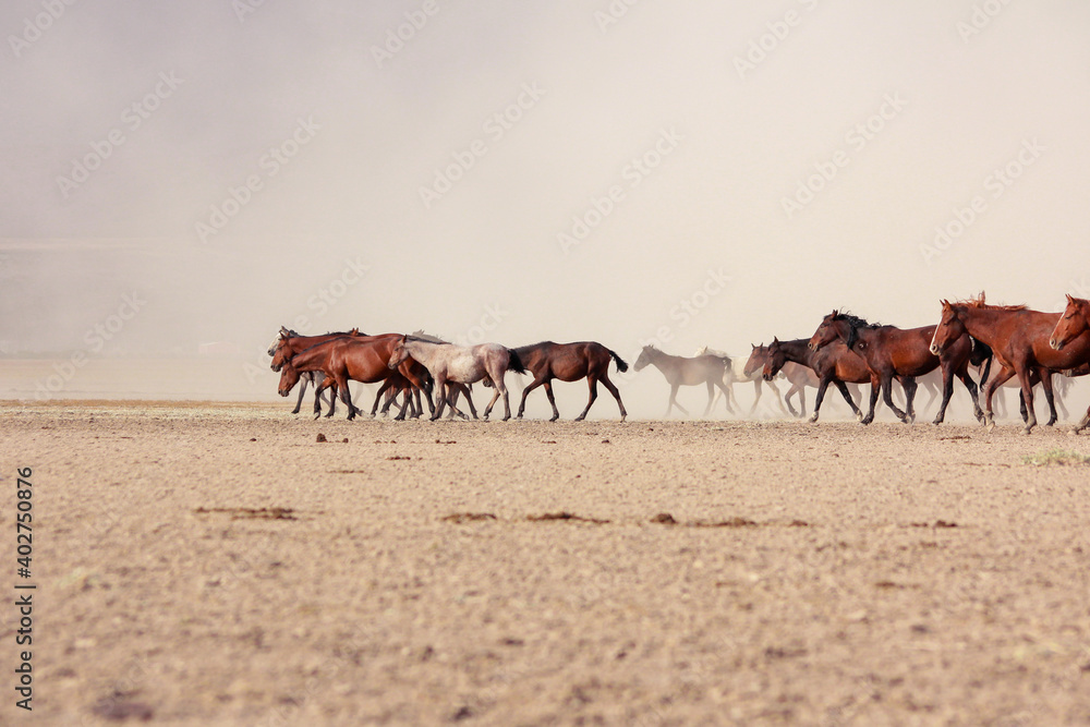 Fototapeta premium a plain with beautiful horses in sunny summer day in Turkey. Herd of thoroughbred horses. Horse herd run fast in desert dust against dramatic sunset sky. wild horses 