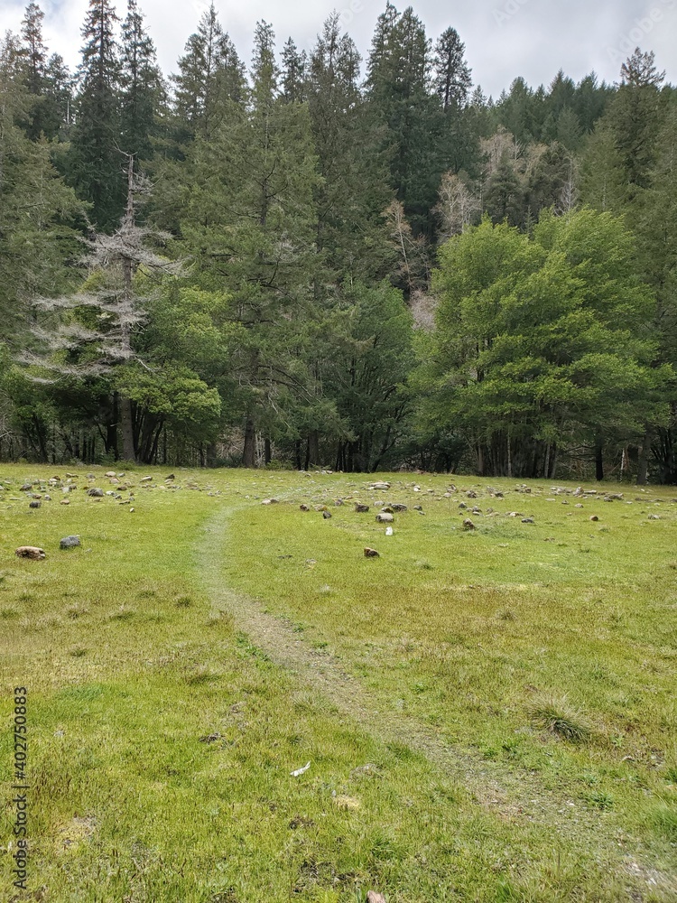 Obraz premium rocks in the meadow