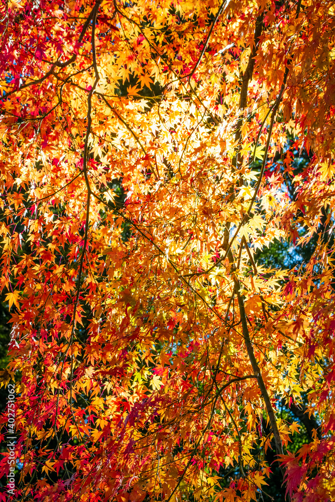 Sunlight through autumn maple leaves Sunlight through autumn maple leaves