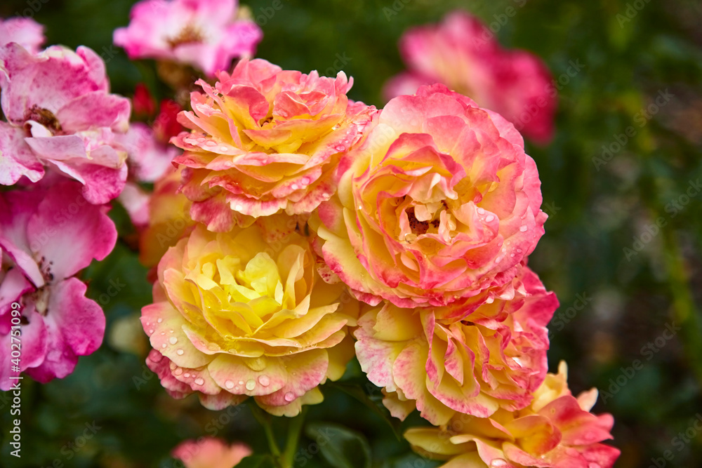Beautiful perfect colorful roses in close-up.